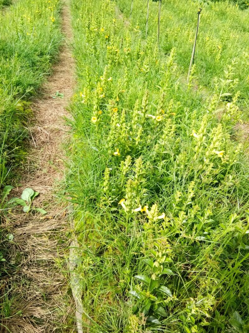 红根野蚕豆