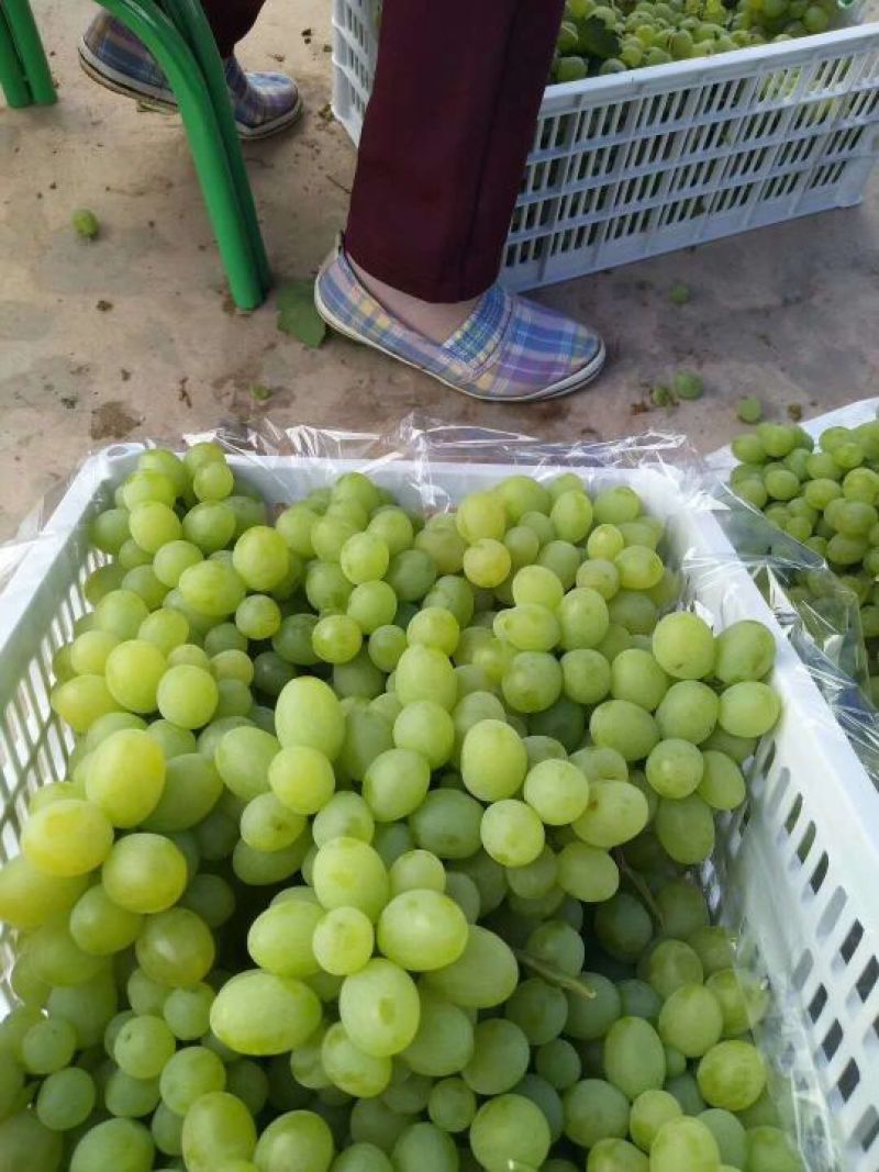维多利亚云南精品青提需要联系口感甜需要联系