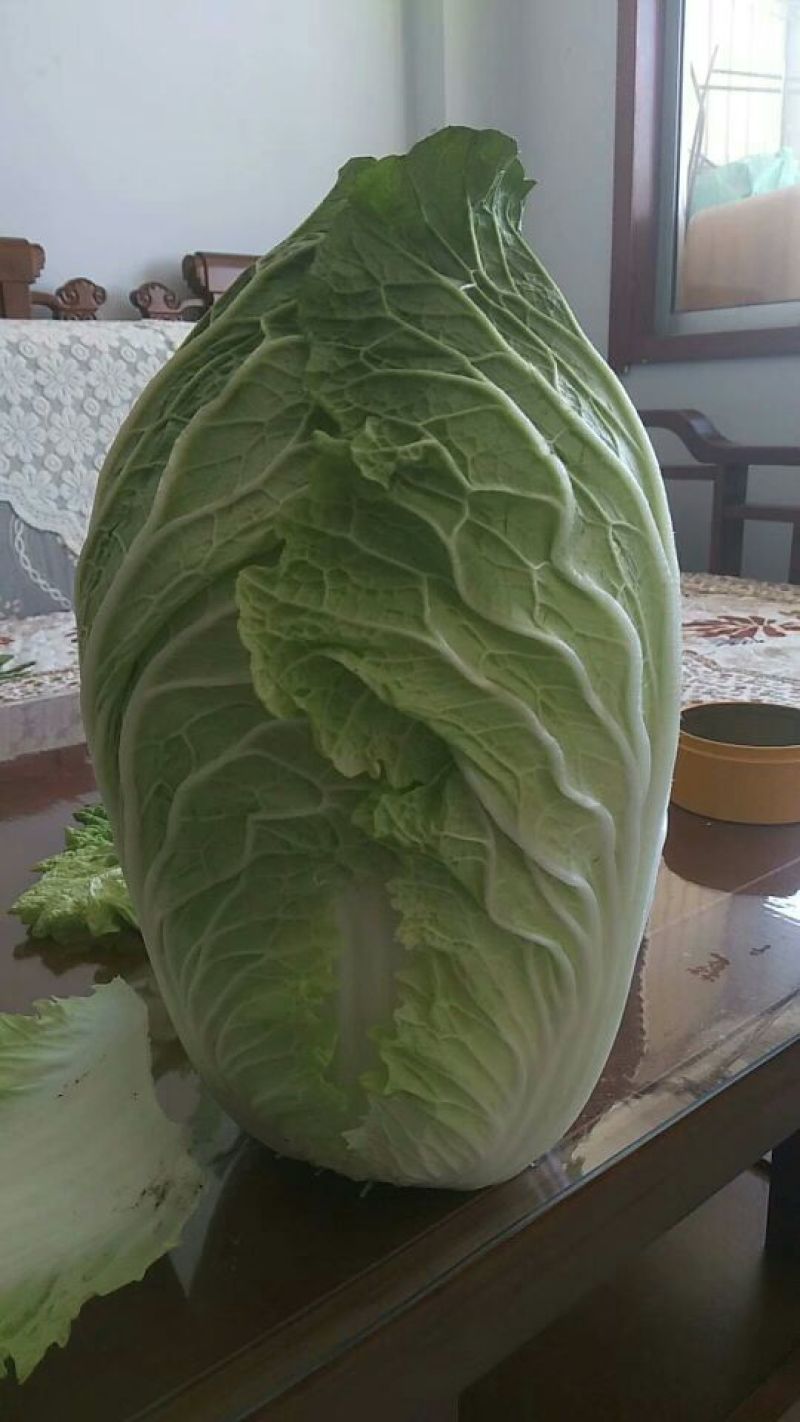 黄心白菜大量上市物美价廉欢迎客商洽谈采购