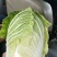 黄心白菜大量上市物美价廉欢迎客商洽谈采购