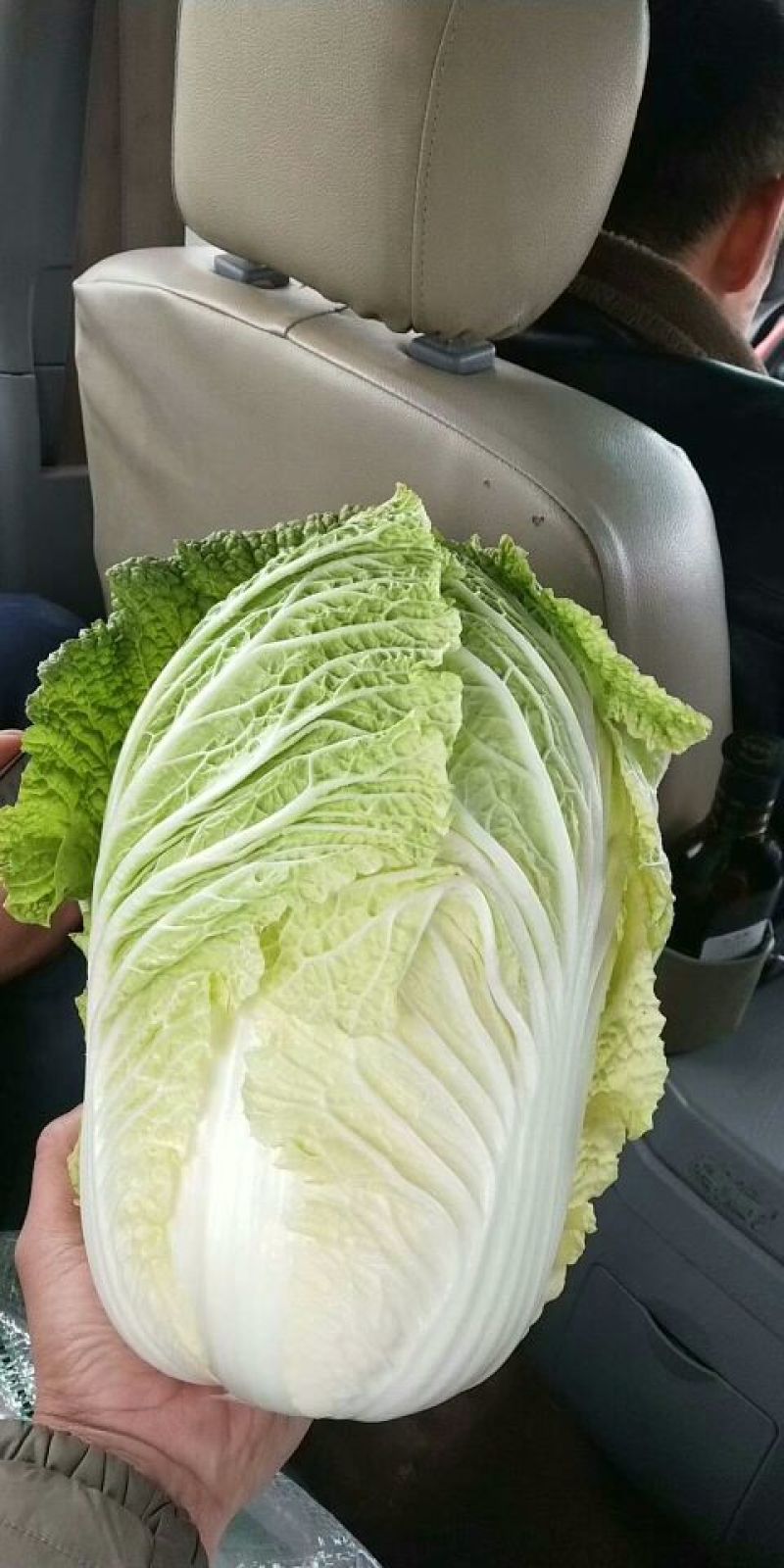 黄心白菜大量上市物美价廉欢迎客商洽谈采购