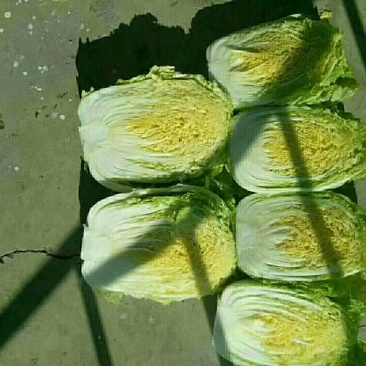 黄心白菜大量上市物美价廉欢迎客商洽谈采购