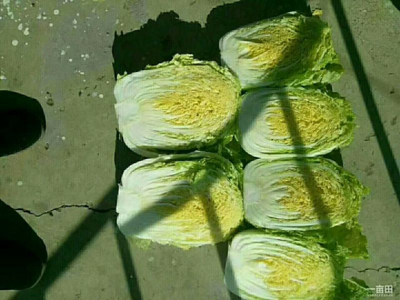 黄心白菜大量上市物美价廉欢迎客商洽谈采购