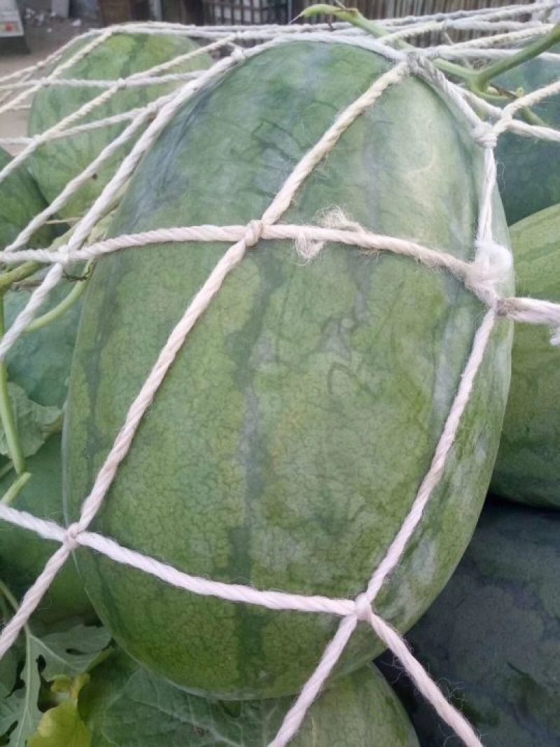 龙卷风美都大量上市中质美价廉品质保证