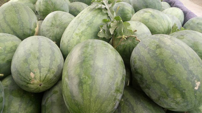 龙卷风美都大量上市中质美价廉品质保证