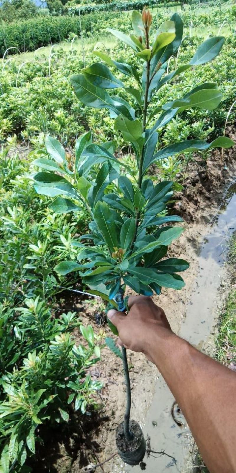 东魁杨梅1000棵托运长途客车