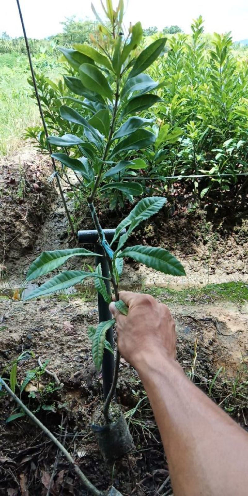东魁杨梅1000棵托运长途客车