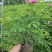 四季食用玫瑰