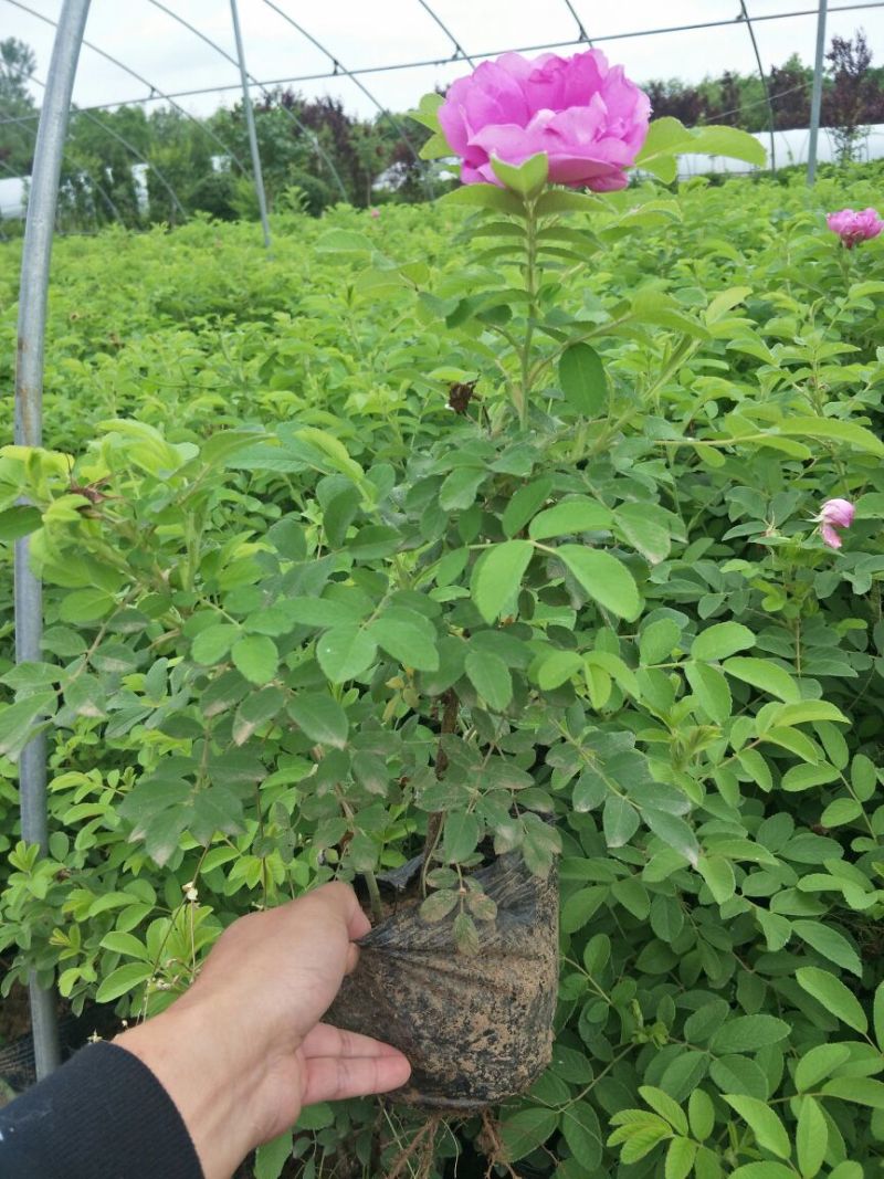 四季食用玫瑰