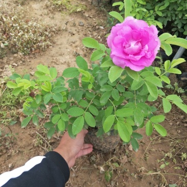 四季食用玫瑰