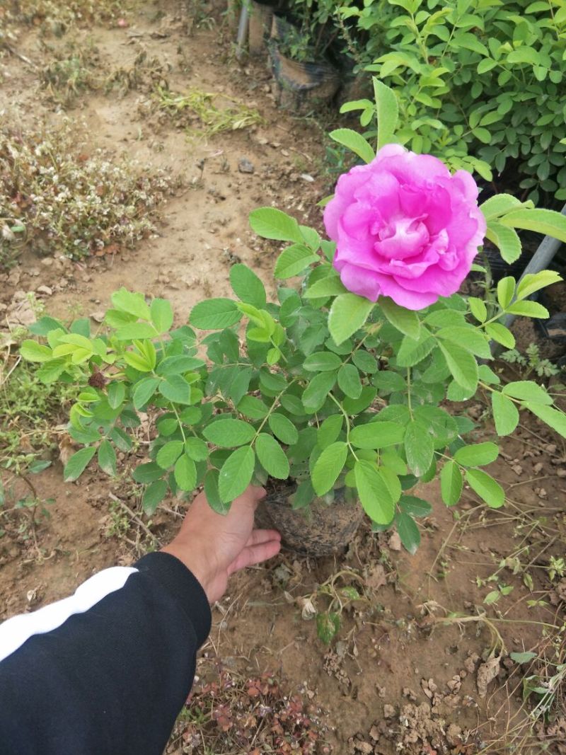 四季食用玫瑰