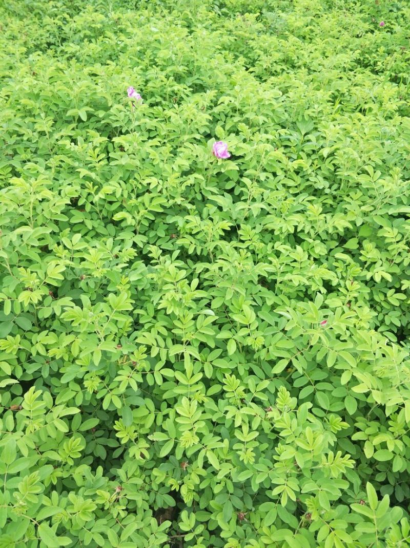 四季食用玫瑰