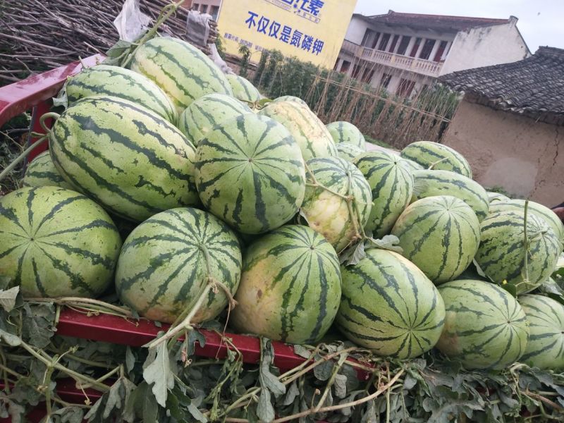 西龙八号西瓜，八斤打底九成熟，山坡一茬瓜包熟包甜