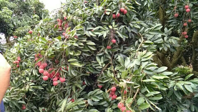 荔枝