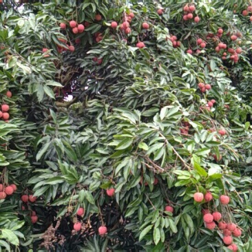 荔枝