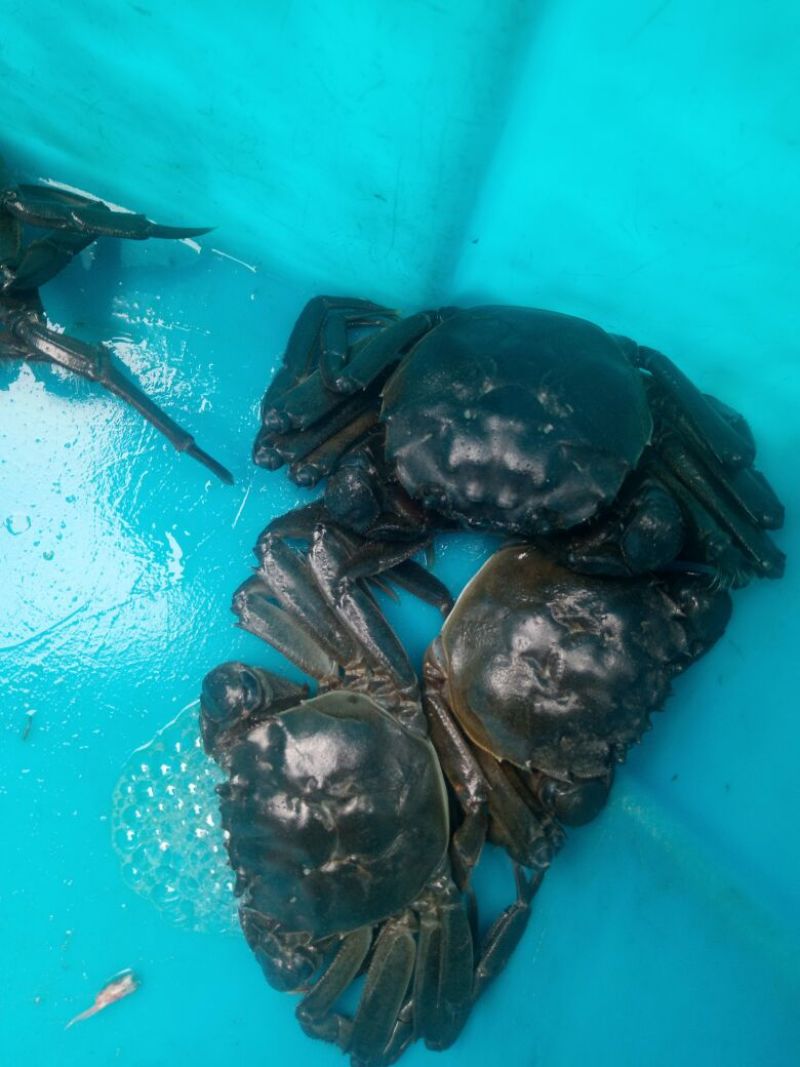 河蟹