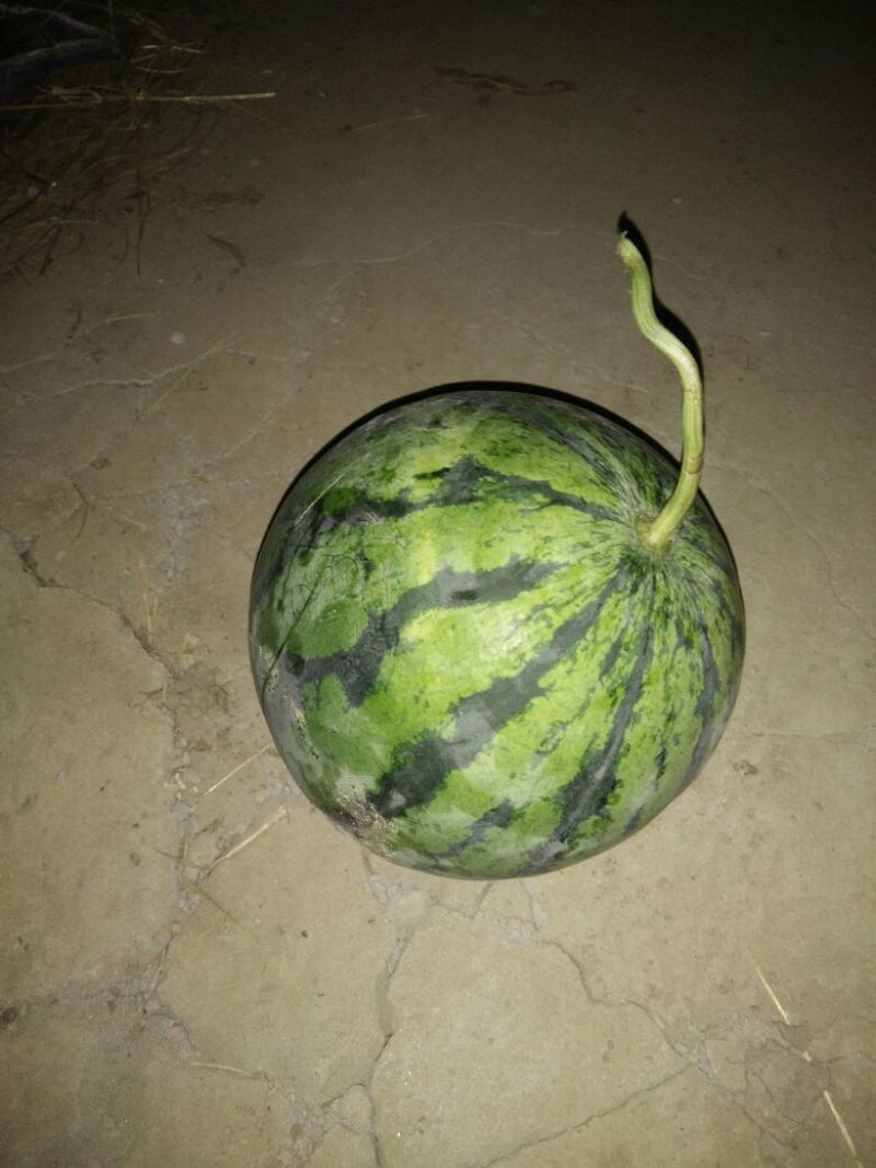 西瓜4毛一口价