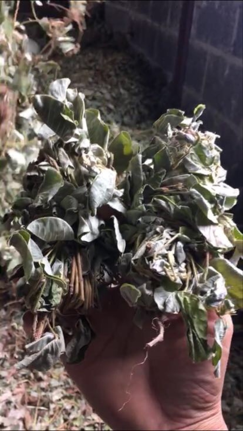 金钱草