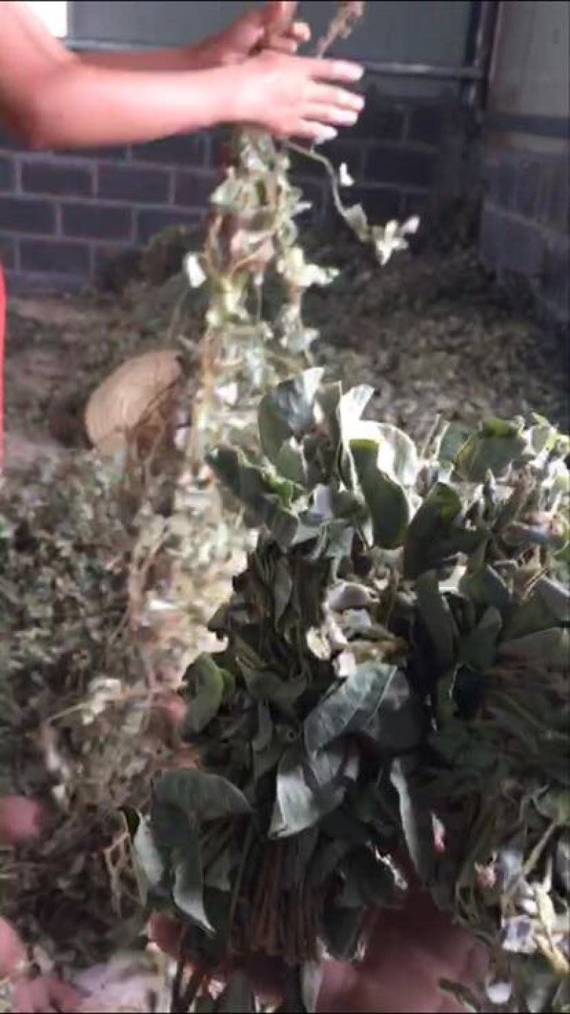 金钱草