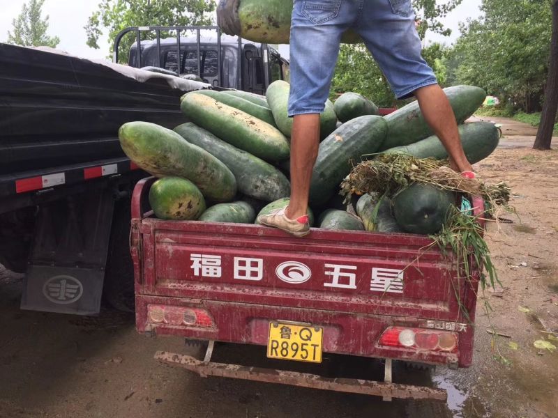 黑东瓜20斤以上地冬瓜