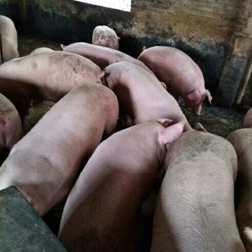 广西外三元猪，包检疫，包装车。