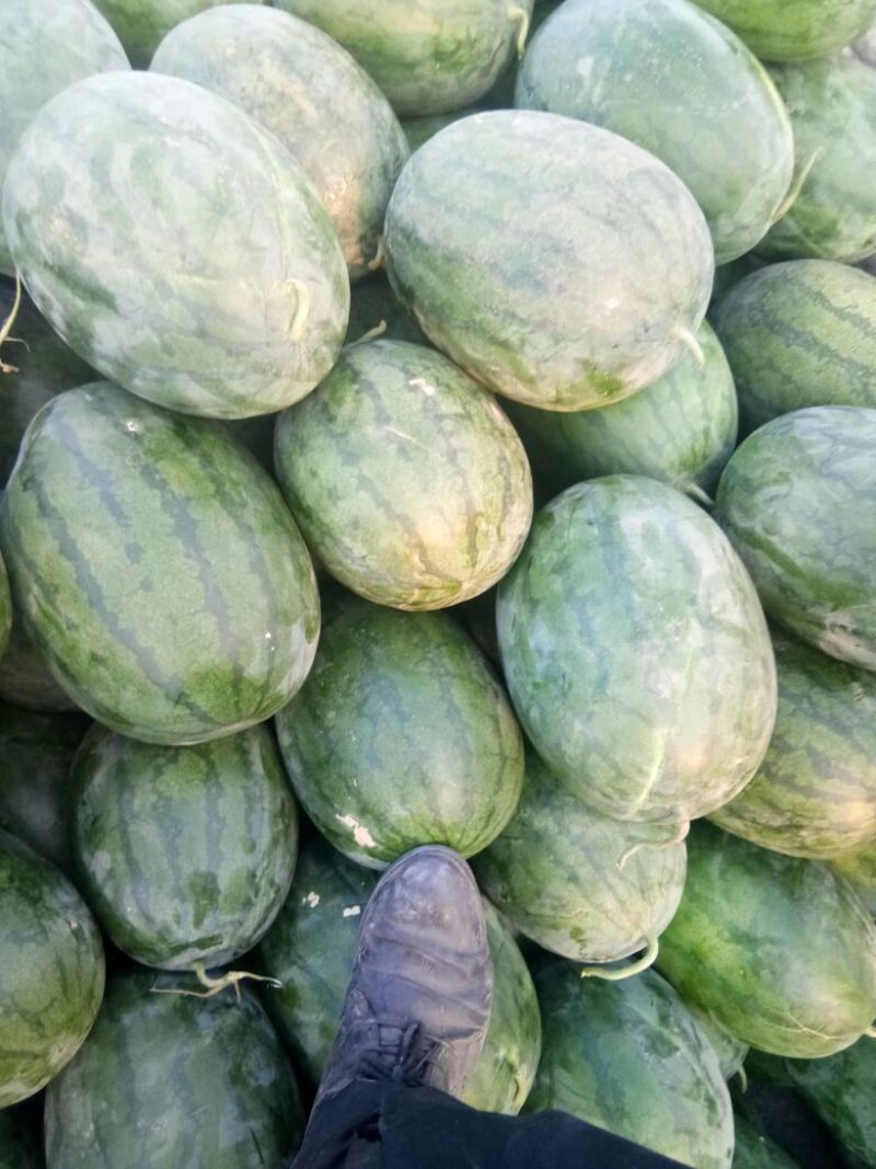 代办各种西瓜。打电话时请看好是代办！