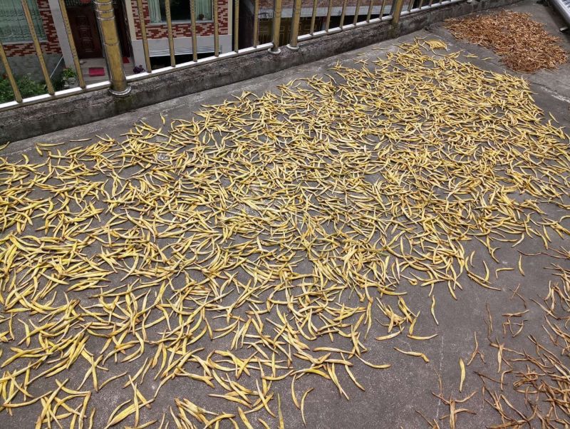 自家种的黄花菜，自家晒干
