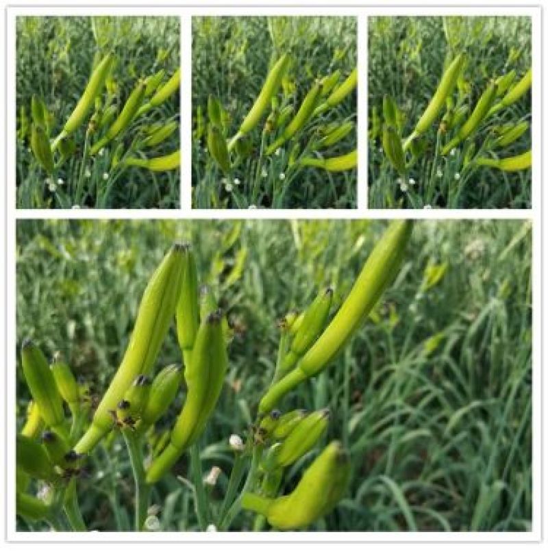 黄菜花简称金针