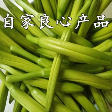 黄菜花简称金针