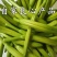 黄菜花简称金针