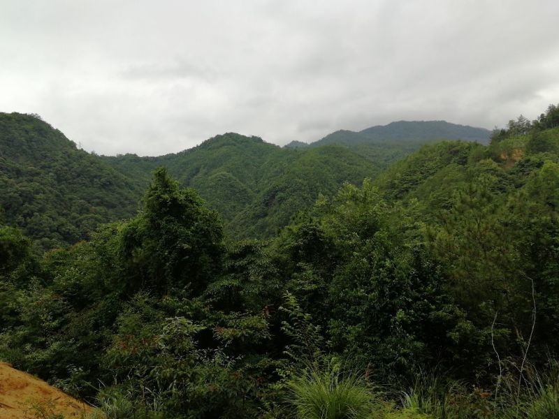 中蜂高山野蜂蜜，百花蜜