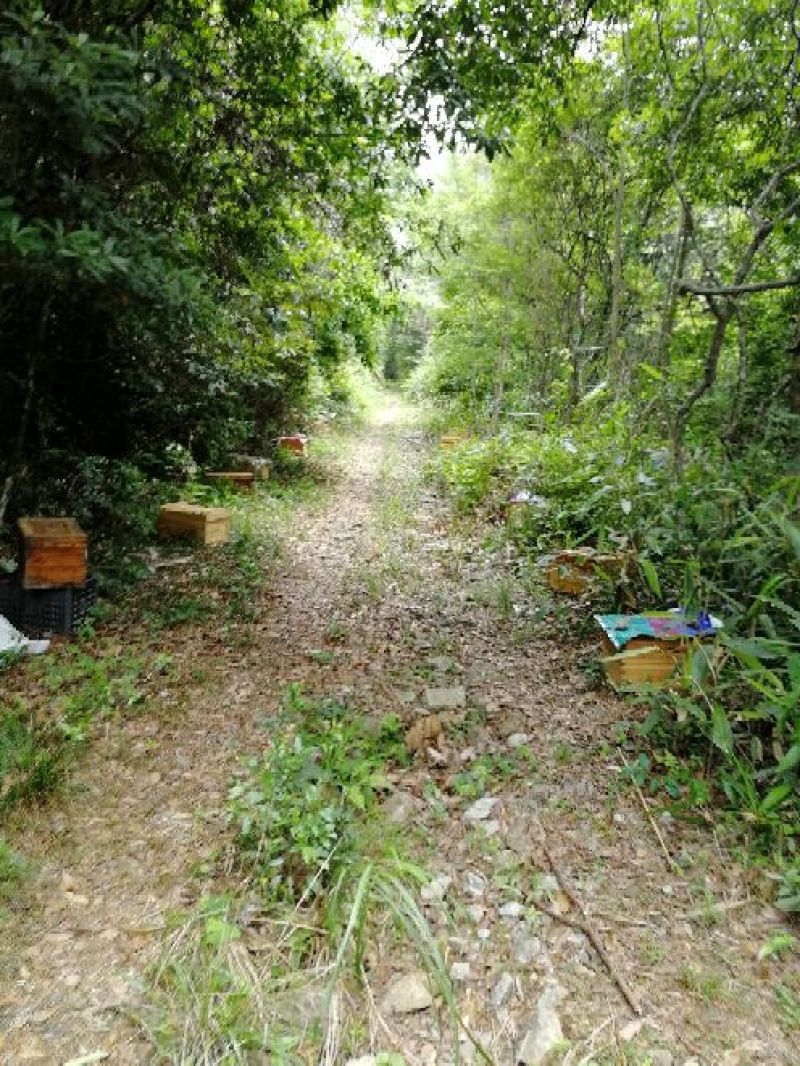 中蜂高山野蜂蜜，百花蜜