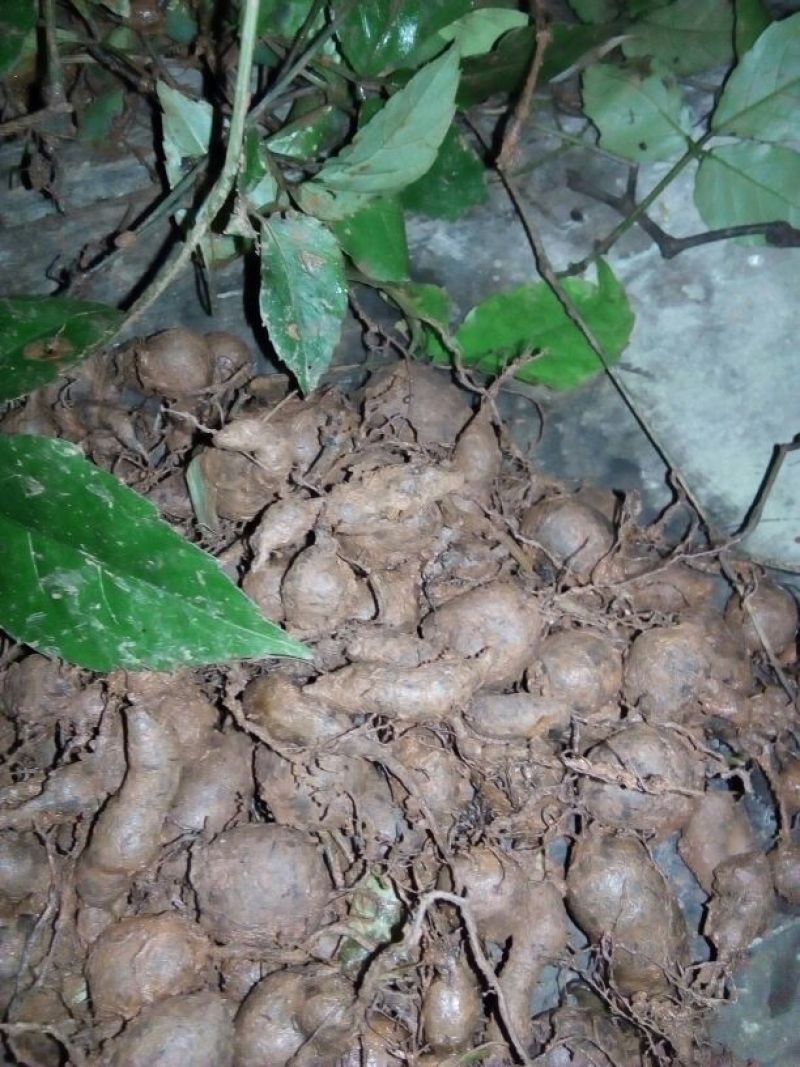 野生鲜三叶青统货散装起批发20斤起
