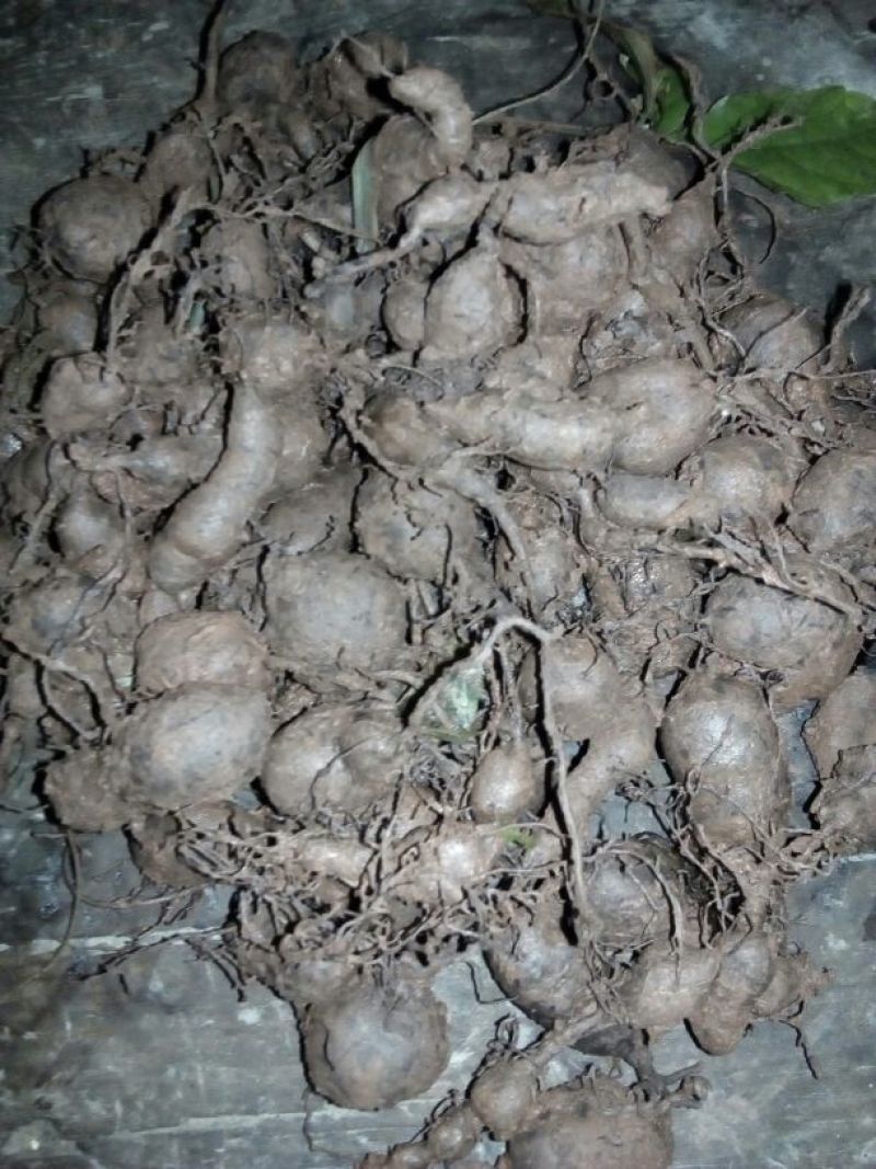野生鲜三叶青统货散装起批发20斤起