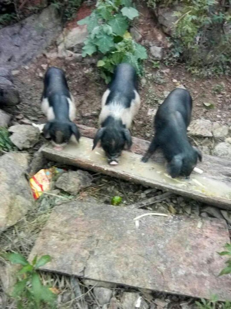久仰香猪