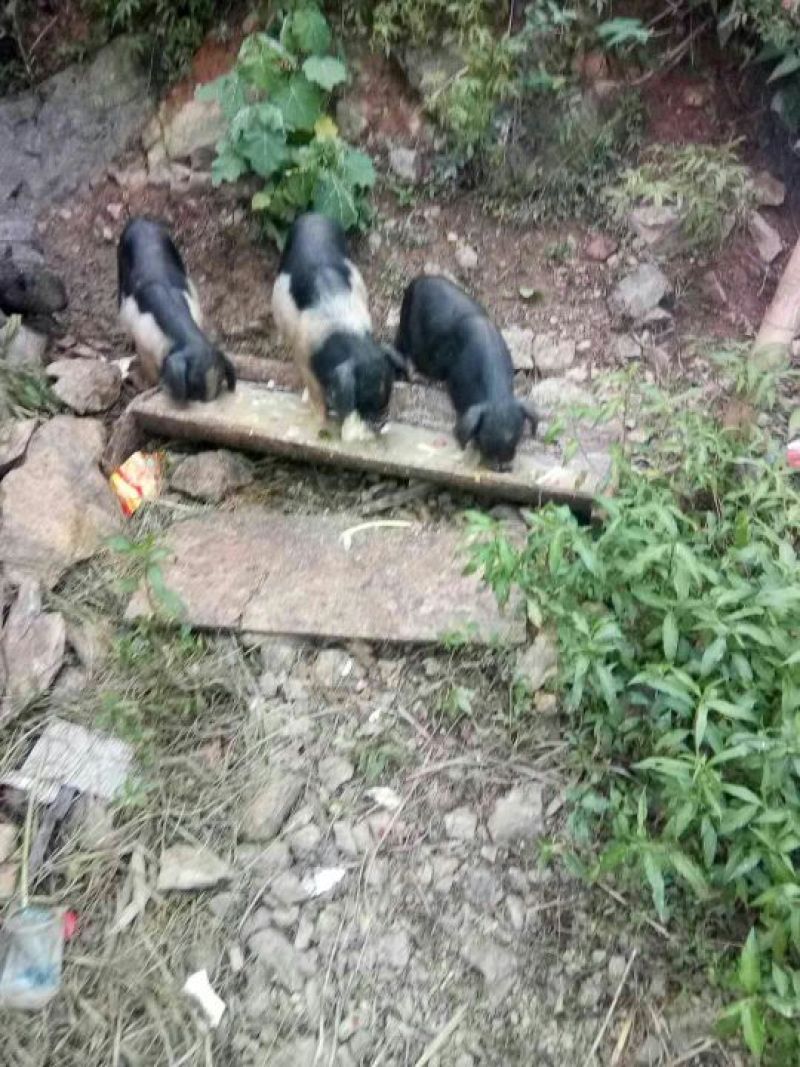 久仰香猪