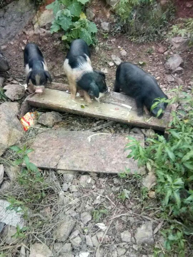 久仰香猪