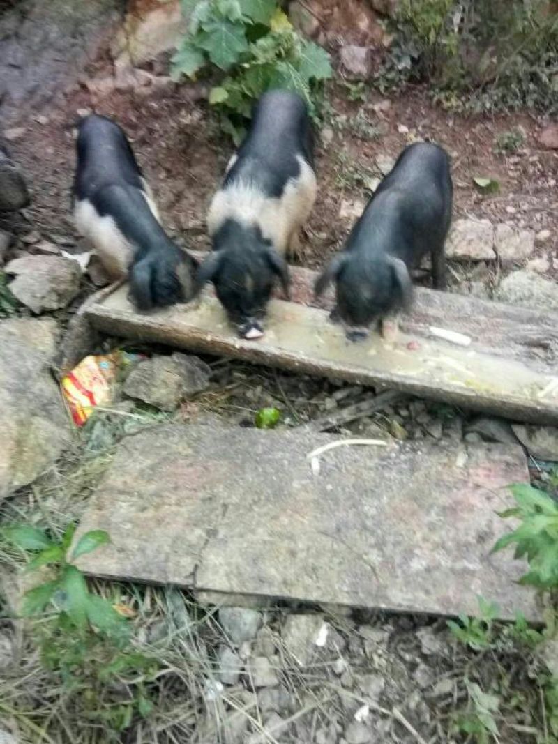 久仰香猪