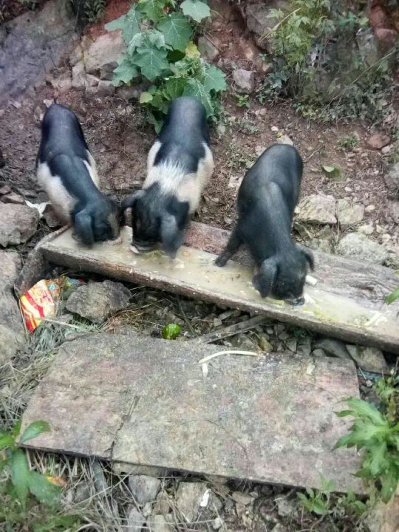 久仰香猪