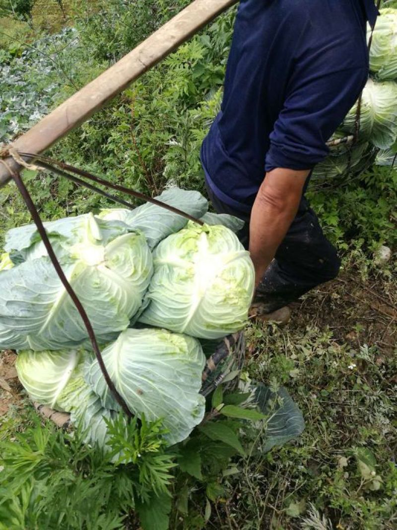 成都甘蓝扁包菜韩将军春福来奥奇娜大型基地