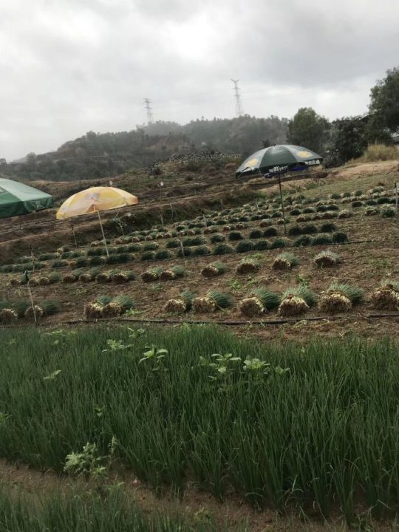 香葱小葱40-45