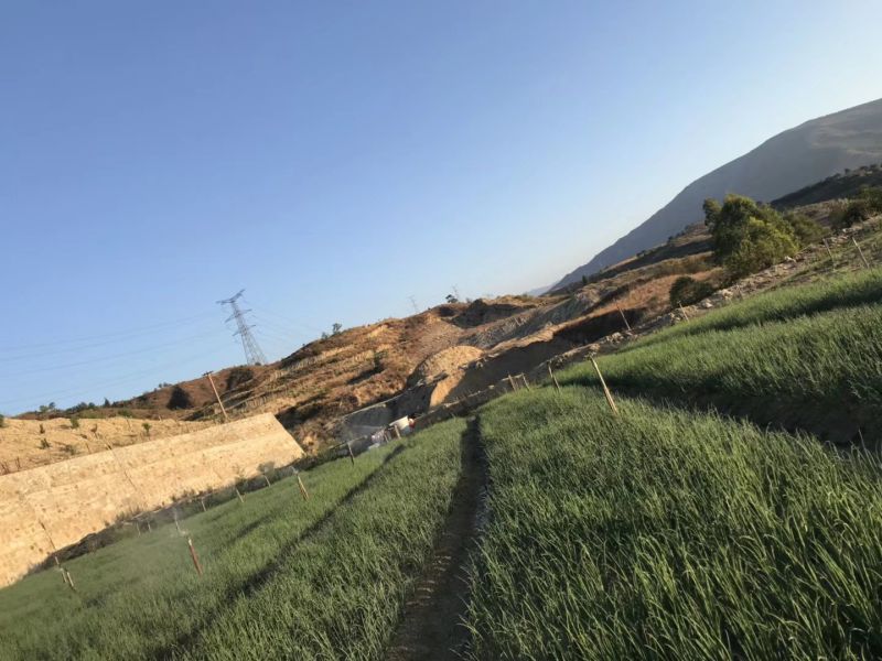 香葱小葱40-45