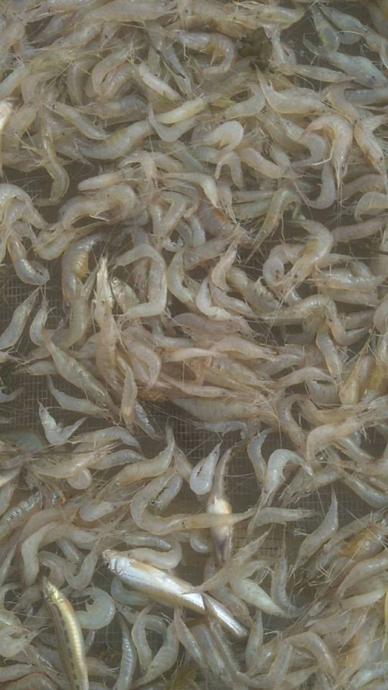 冰鲜虾，大量供应