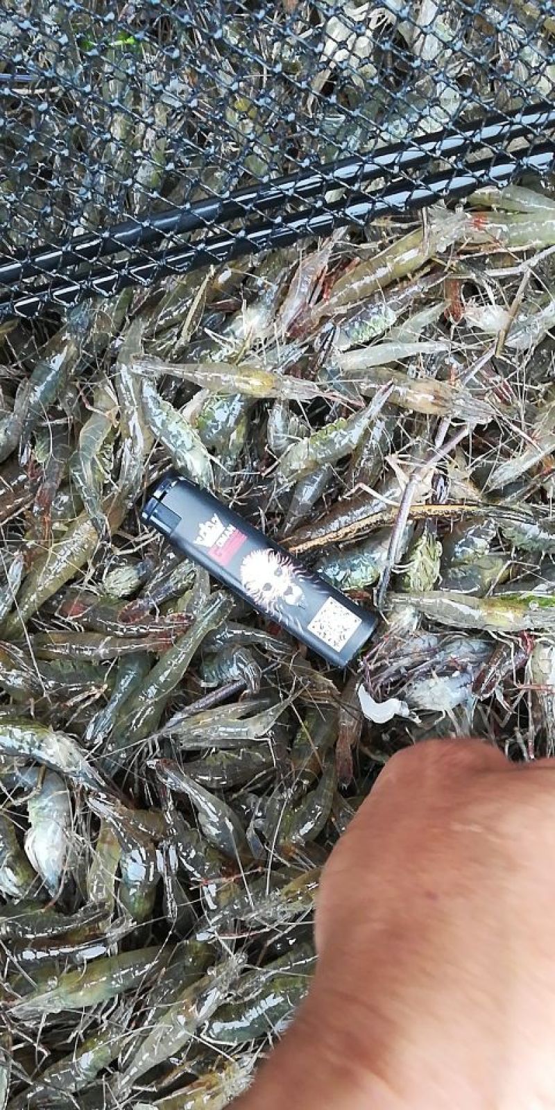 冰鲜虾，大量供应