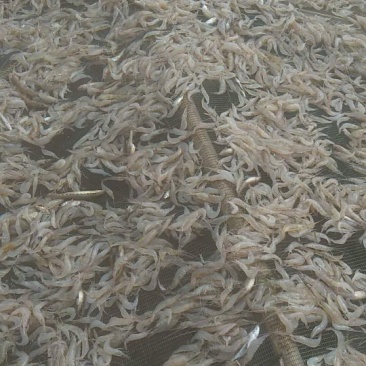 冰鲜虾，大量供应