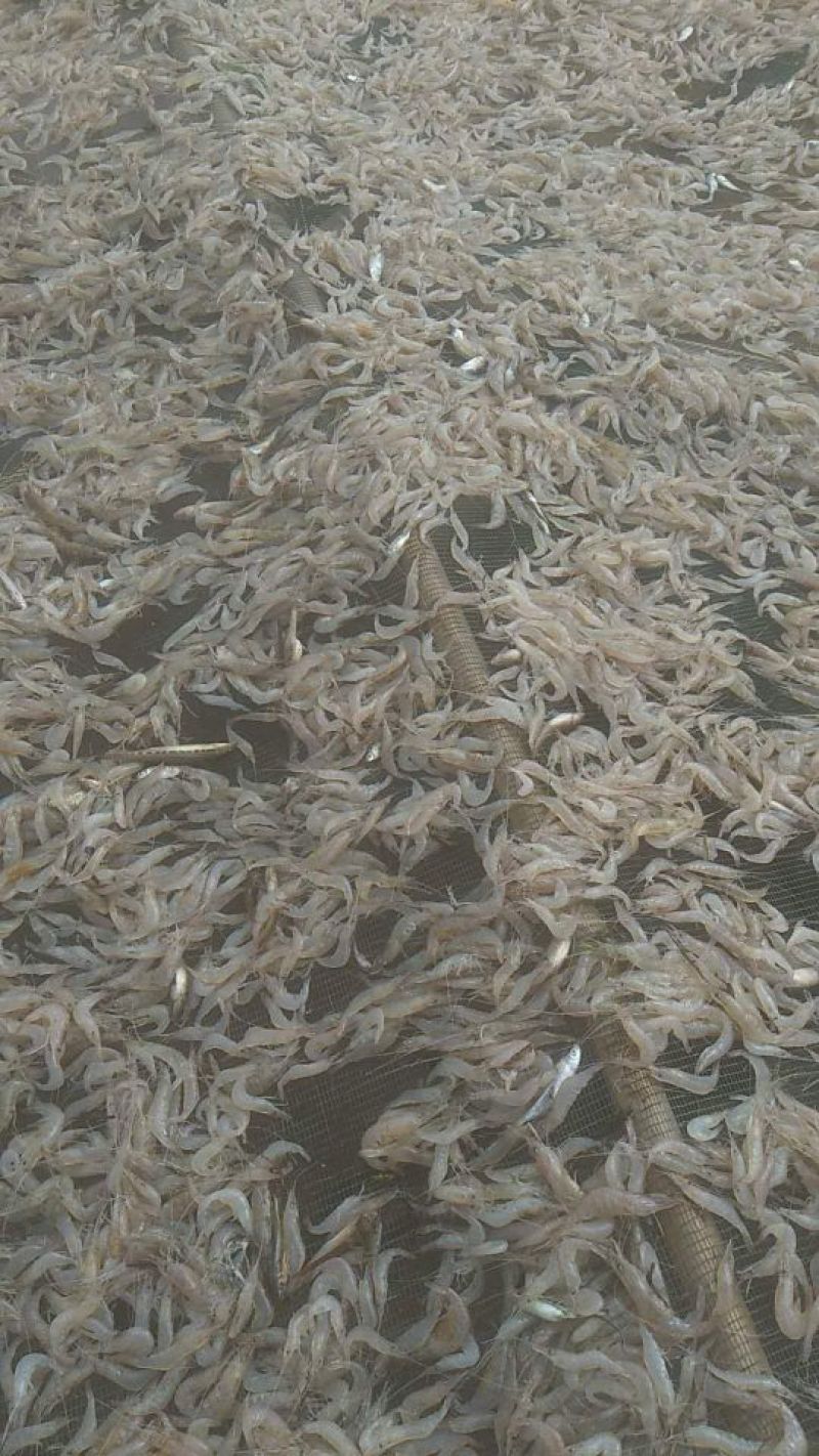 冰鲜虾，大量供应