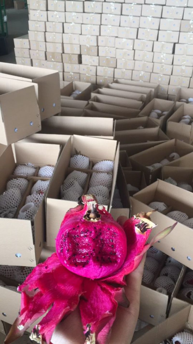 金都一号红心火龙果