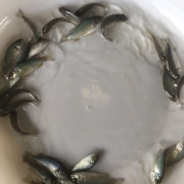 鲈鱼苗澳洲宝石鲈鱼苗批发