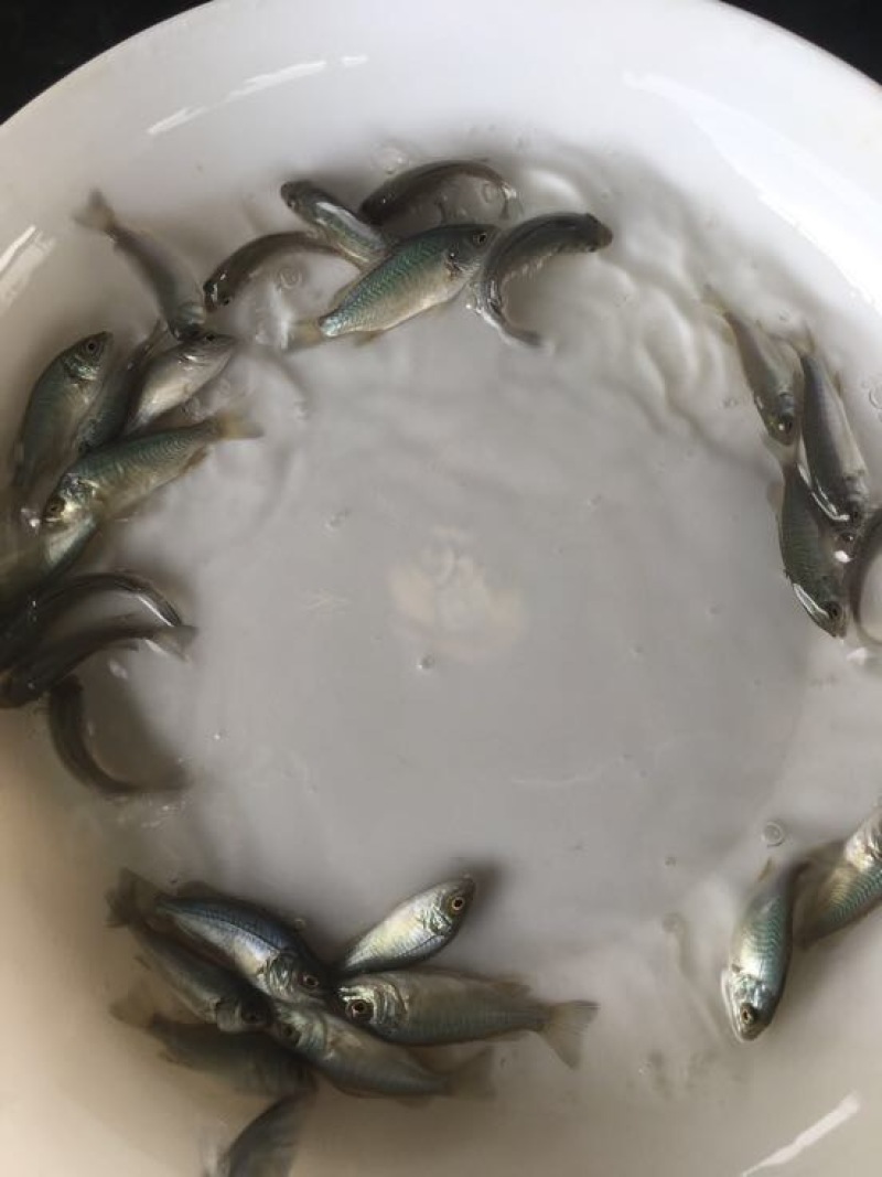 鲈鱼苗澳洲宝石鲈鱼苗批发