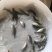 鲈鱼苗澳洲宝石鲈鱼苗批发